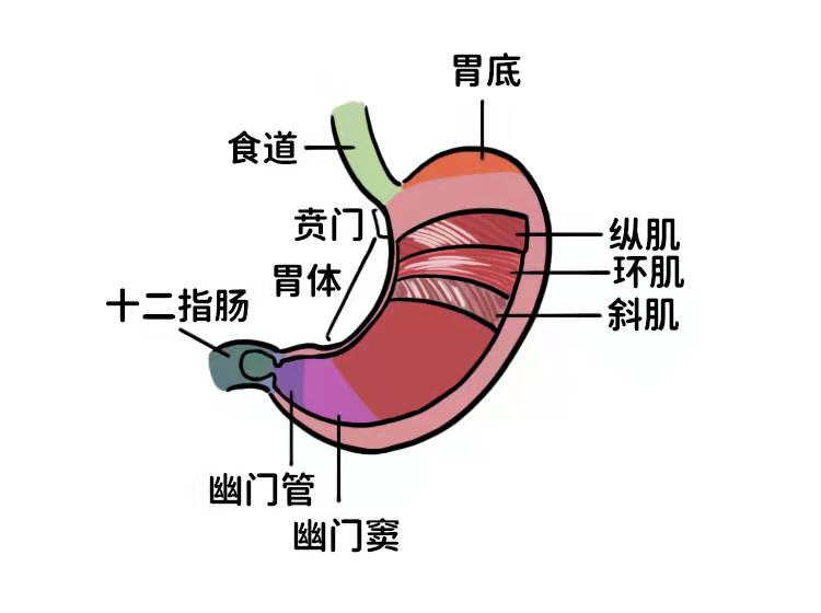 qq.com/s/7icwkyn0fezd48dmmbxx0w[2]正常胃部的解剖概要https://mp.